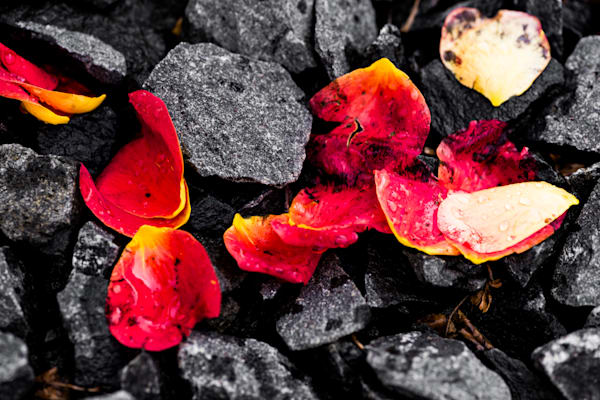 Embers in Stone (2)