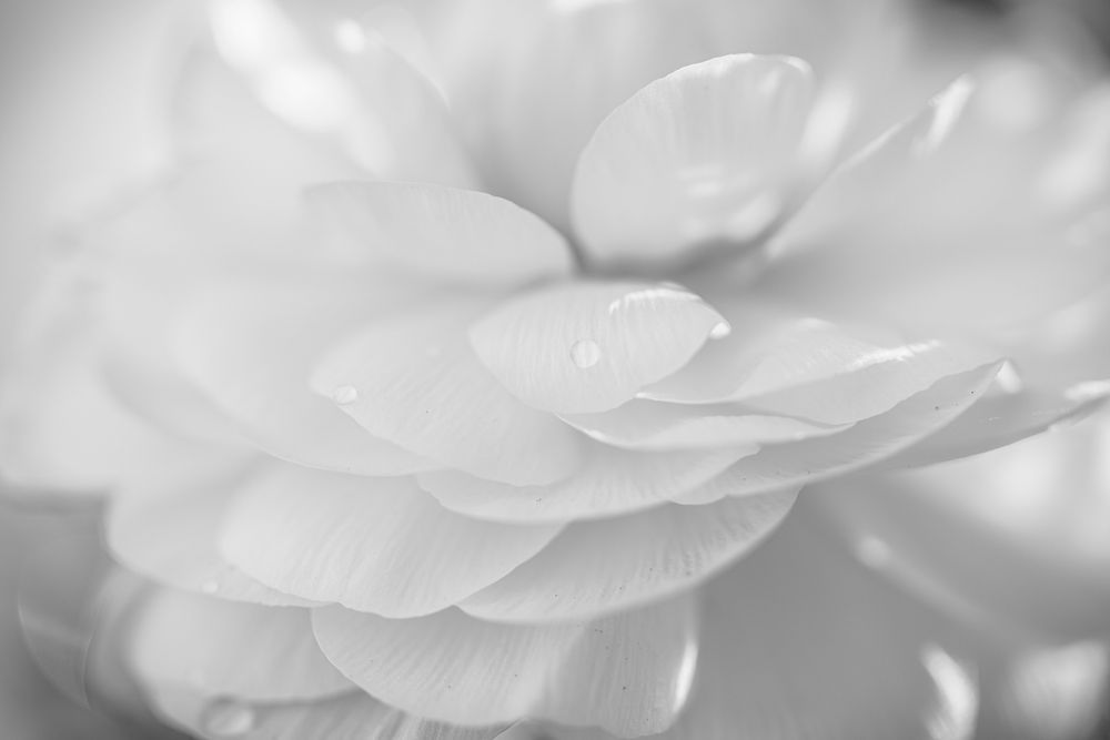 Petal Reverie Photography Art | Tsvetina Photography