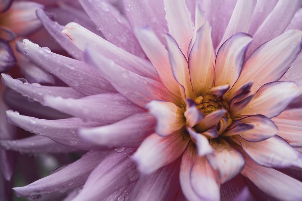 Blushing Dahlia (1) Photography Art | Tsvetina Photography