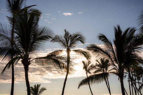 Palmlight