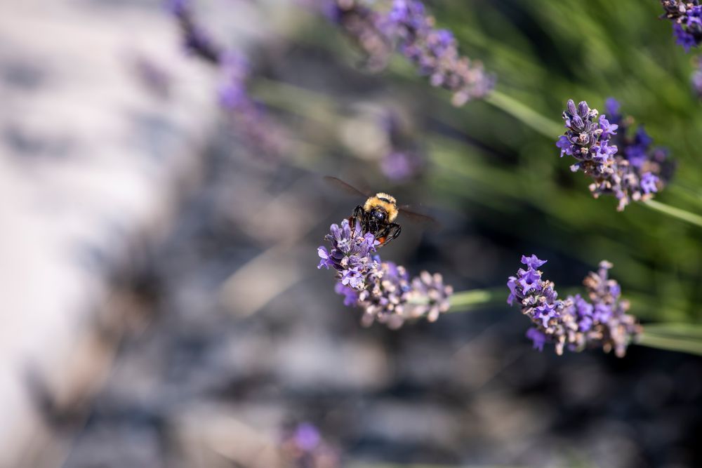 Bee & Bloom Photography Art | Tsvetina Photography