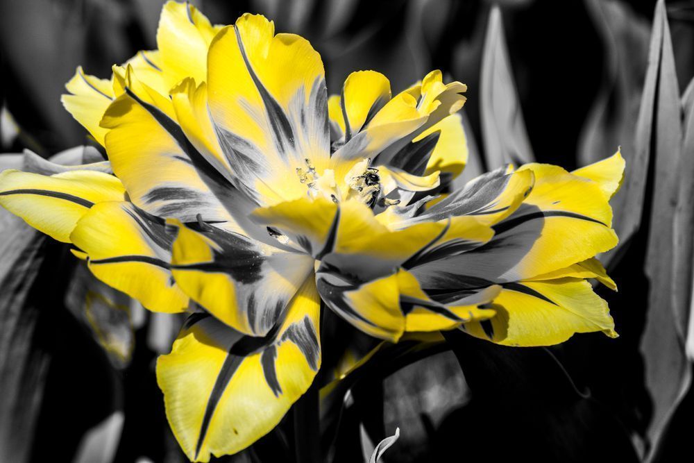 Beeholder (1 Of 1) Photography Art | Tsvetina Photography