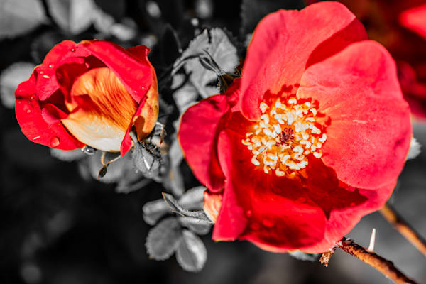 Crimson Bloom (1)