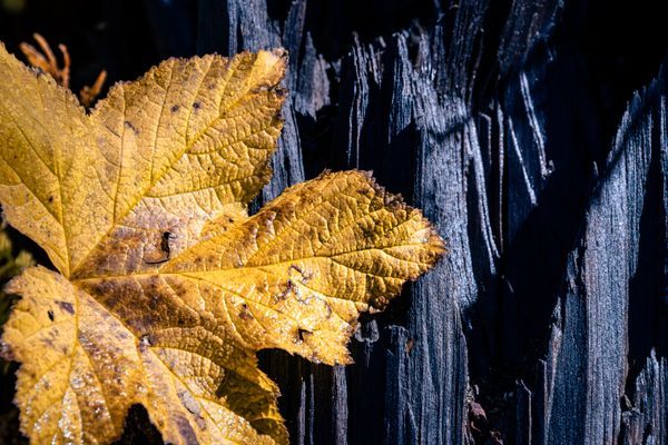 Brushstrokes Of Fall