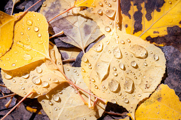 Autumn Tapestry-7356