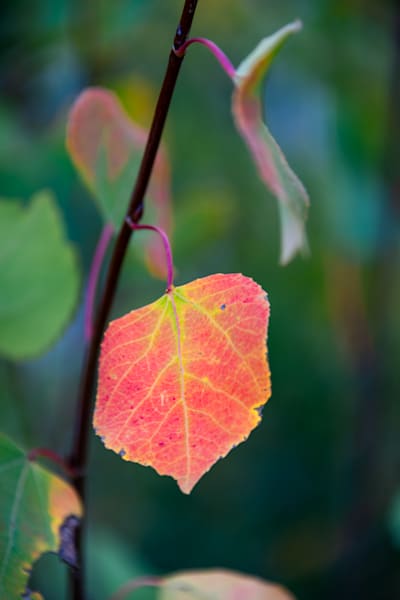 Leaf Me Dazzled-6714