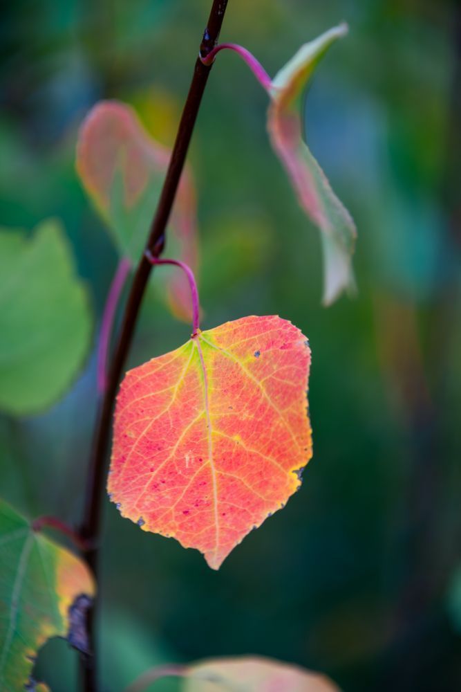 Leaf Me Dazzled 6714 Photography Art | Tsvetina Photography