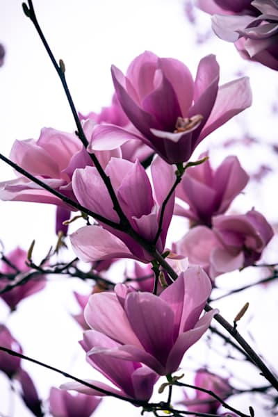 Magnolia Dreams