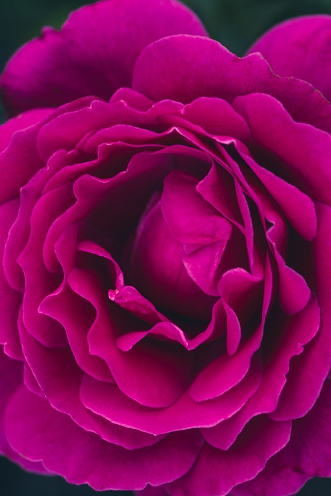 Heart Of Velvet (1) Photography Art | Tsvetina Photography