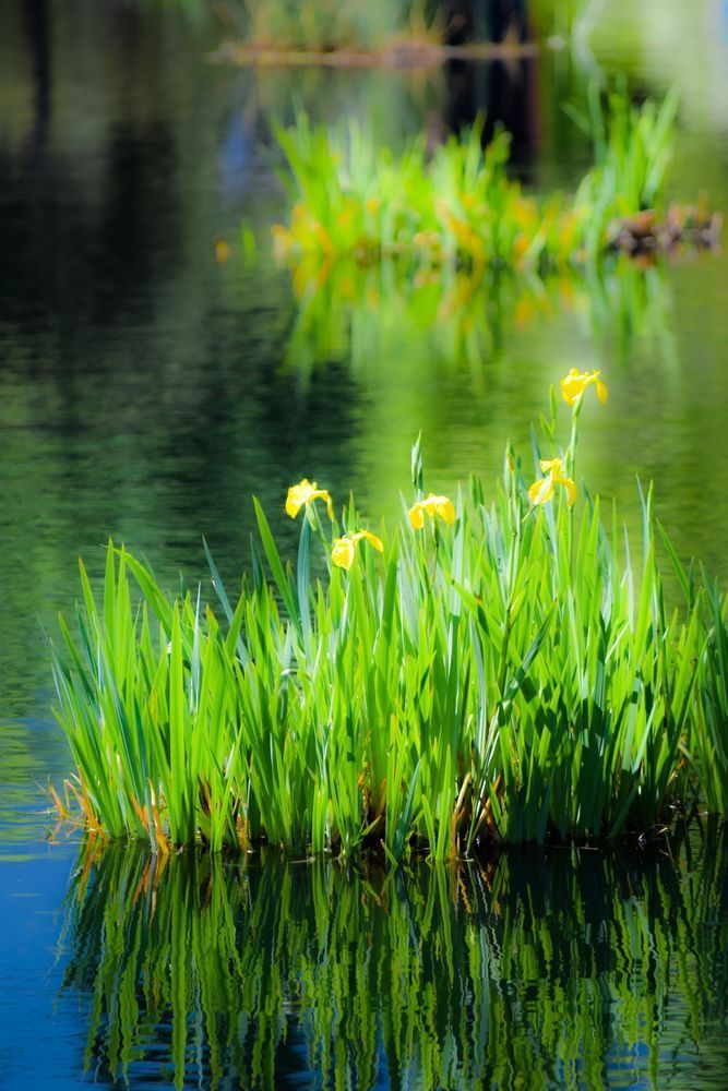 Impressions Photography Art | Tsvetina Photography