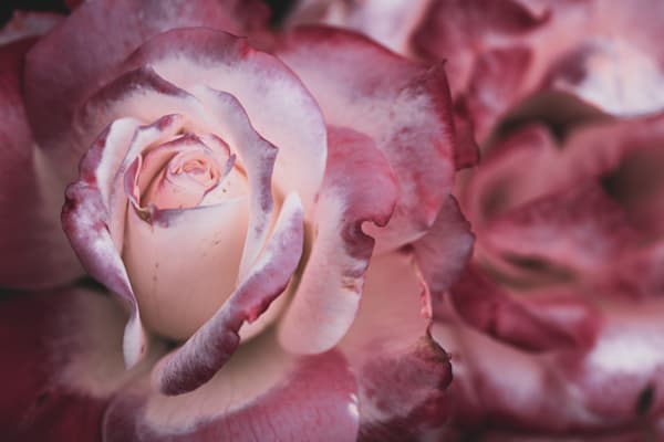 Imperfectly Perfect (2)