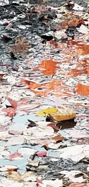 Leaves In Ice I Art | Main Frame Arts, LLC