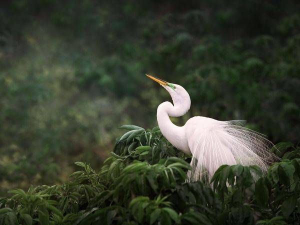 Birds
