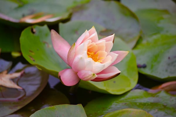 Pink Water Lily Photography Art | ParkerNorth Photography