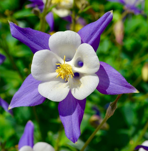 Purple Columbine Bloom Photography Art | ParkerNorth Photography