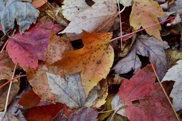 The Last Colors Beneath The Trees Photography Art | ParkerNorth Photography