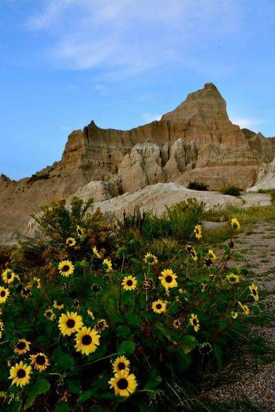 Sunlit Resilience: Wildflowers In The Badlands Photography Art | ParkerNorth Photography