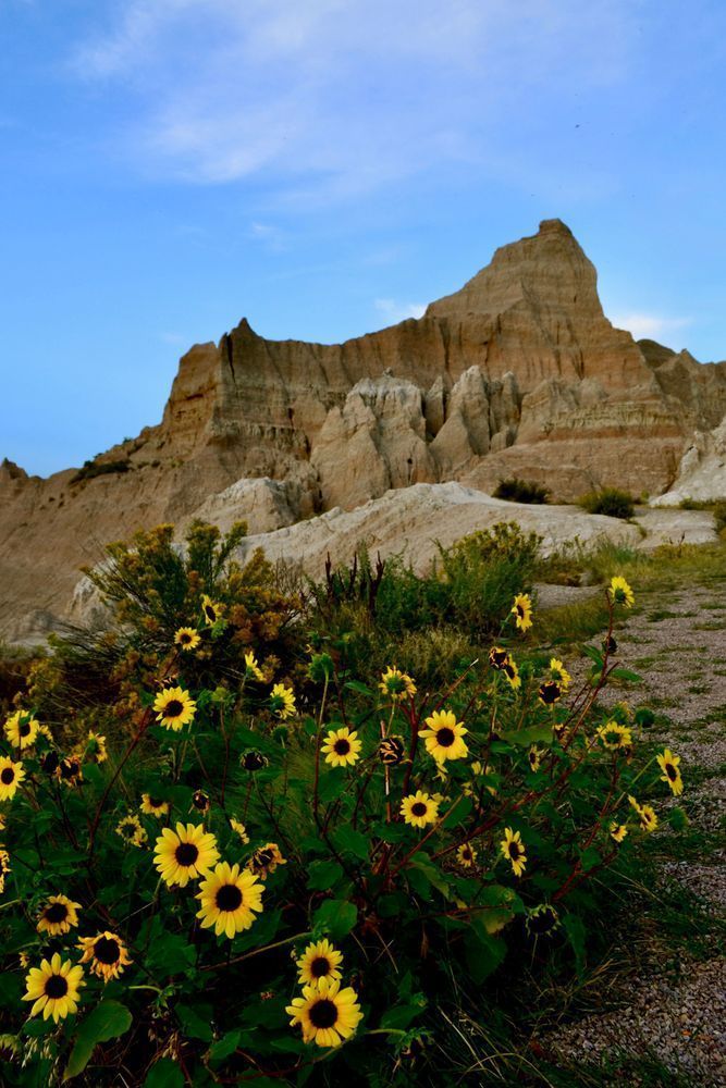 Sunlit Resilience: Wildflowers In The Badlands Photography Art | ParkerNorth Photography
