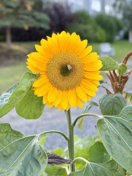 Sunlit Smile Photography Art | ParkerNorth Photography