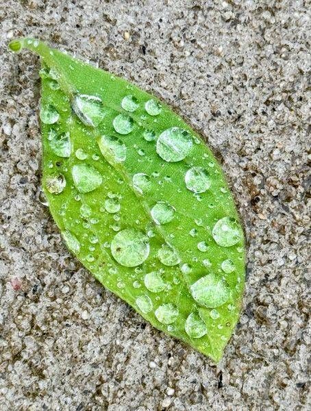 Dew Drop Leaf Photography Art | ParkerNorth Photography