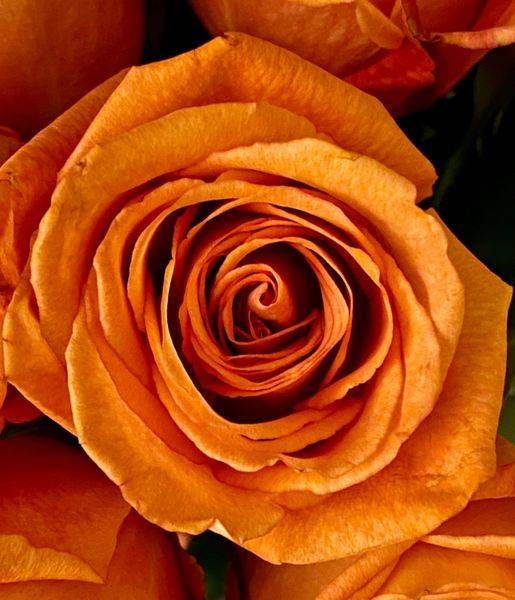 Burnt Ember Rose Photography Art | ParkerNorth Photography