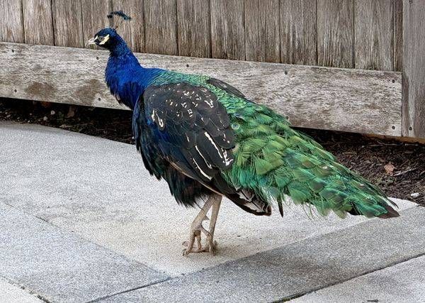 Peacock In Profile Photography Art | ParkerNorth Photography