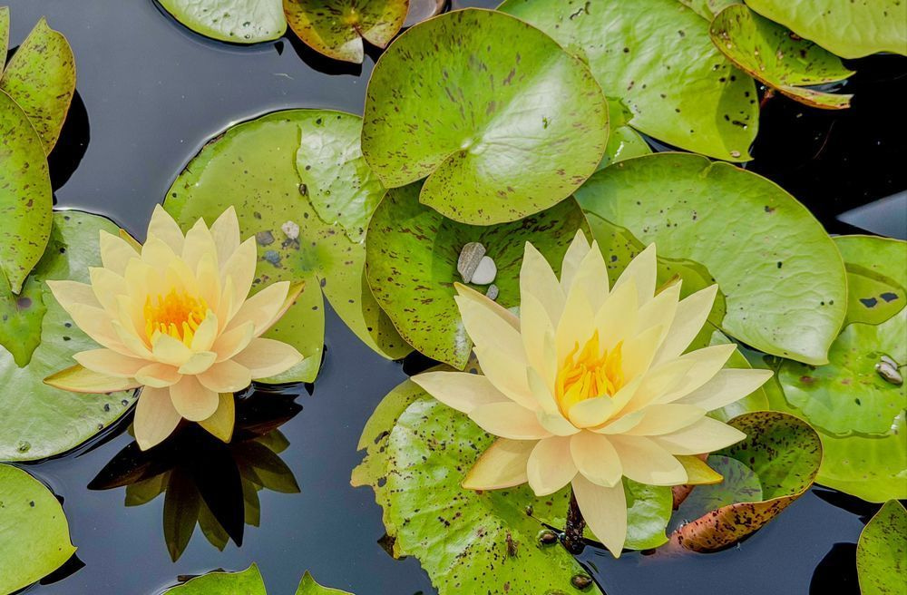 Water Lily Pair Photography Art | ParkerNorth Photography