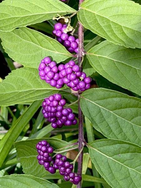 Amethyst Beautyberries Photography Art | ParkerNorth Photography