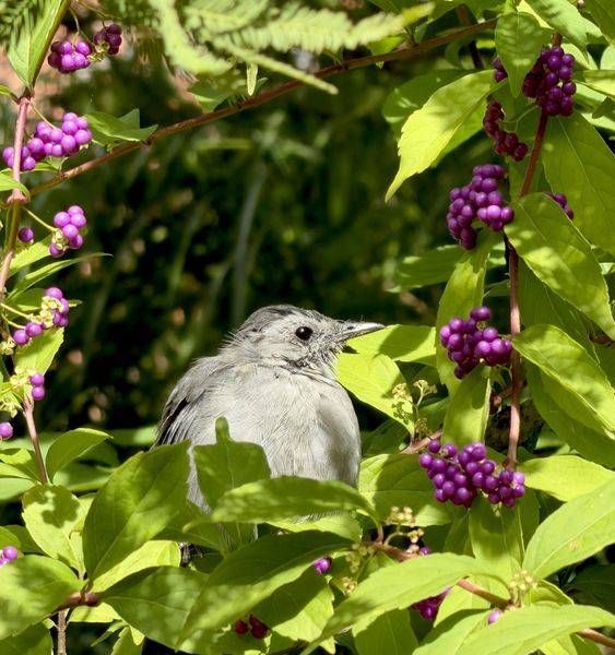 Gray Catbird Among Beautyberries Photography Art | ParkerNorth Photography