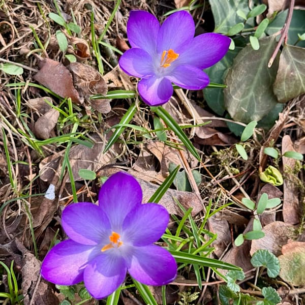 Purple Crocus Bloom Photography Art | ParkerNorth Photography
