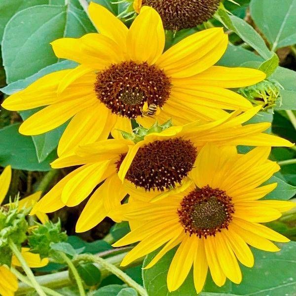 Sunflowers In Bloom Photography Art | ParkerNorth Photography