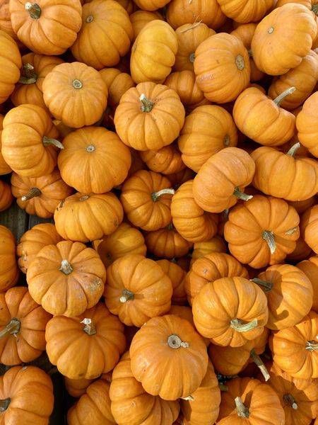 Harvest Pumpkins Photography Art | ParkerNorth Photography