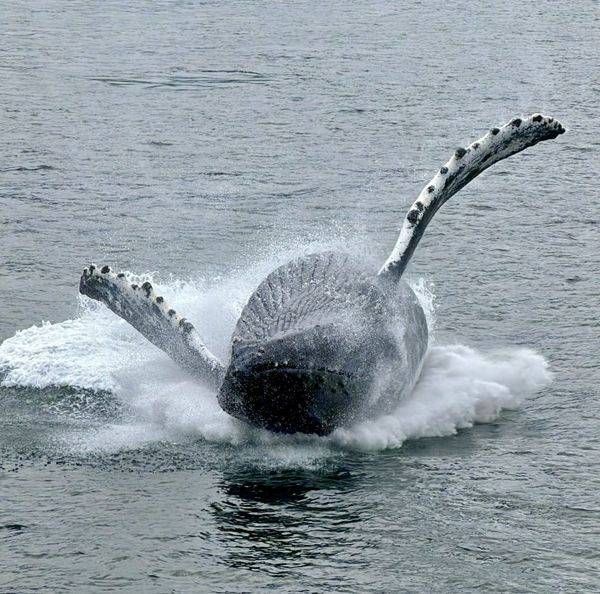 Alaskan Humpback Breach Photography Art | ParkerNorth Photography