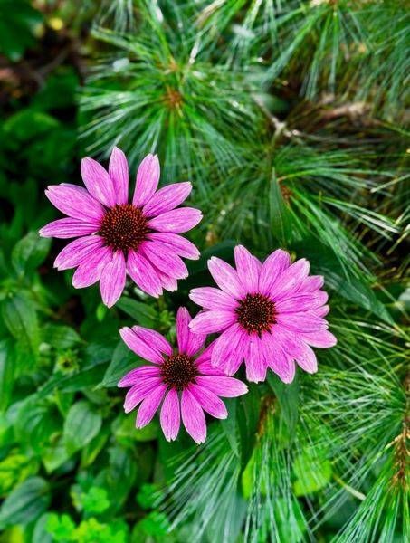 Garden Blooms