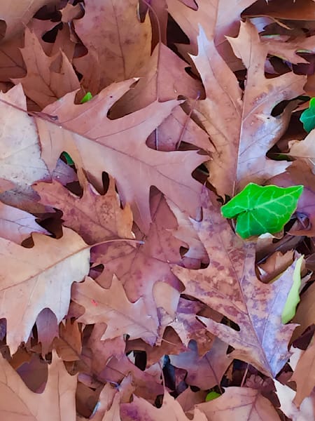 Autumn Scatter Photography Art | ParkerNorth Photography
