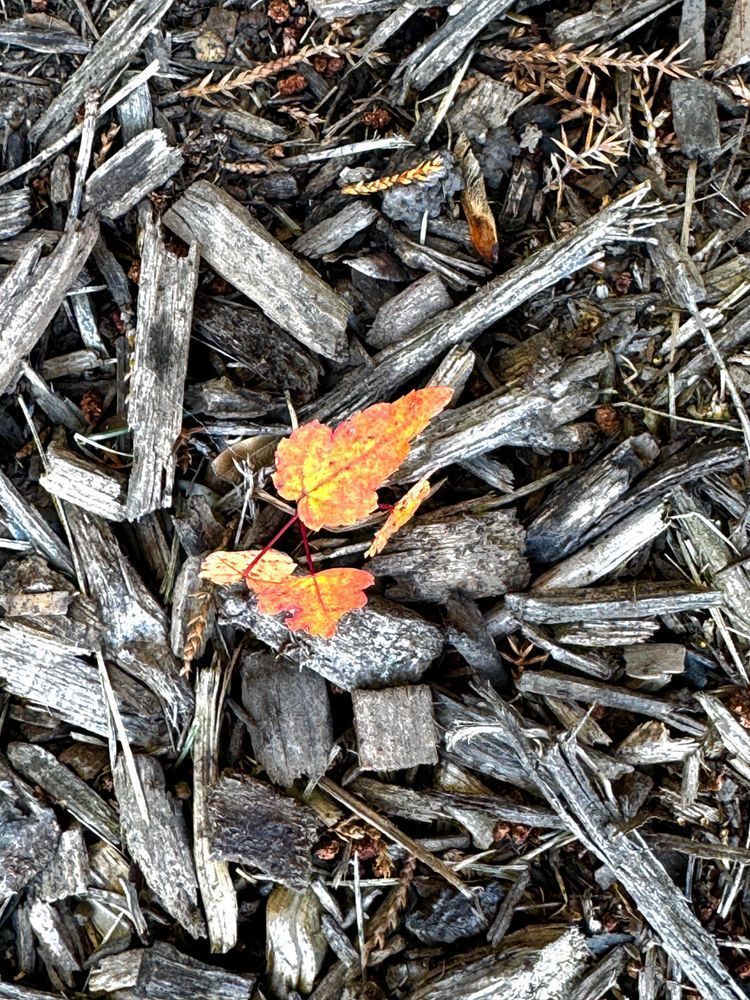 Fallen Ember Photography Art | ParkerNorth Photography
