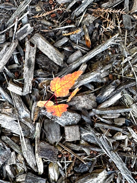 Fallen Ember Photography Art | ParkerNorth Photography