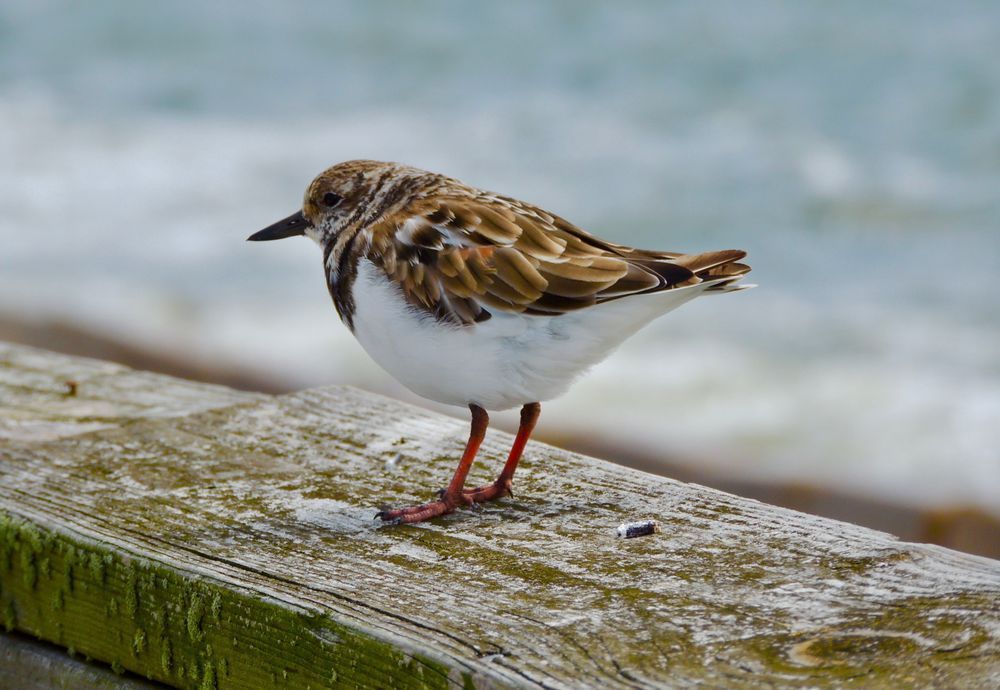 Shoreline Watcher – Coastal Shorebird Photography Art | ParkerNorth Photography
