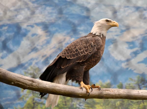 Perched Majesty   The Bald Eagle Photography Art | ParkerNorth Photography