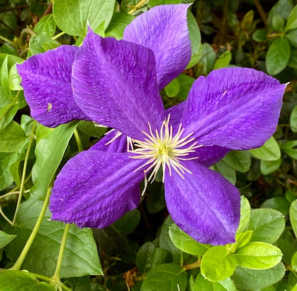 Purple Bloom In Focus Photography Art | ParkerNorth Photography