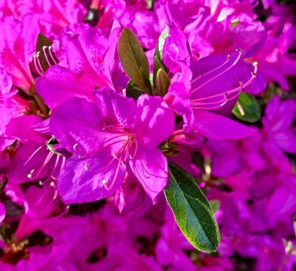 Img 2018 Photography Art | ParkerNorth Photography