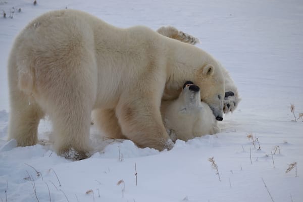 Playful Polar Bears In Churchill, Manitoba Canada Photography Art | ParkerNorth Photography
