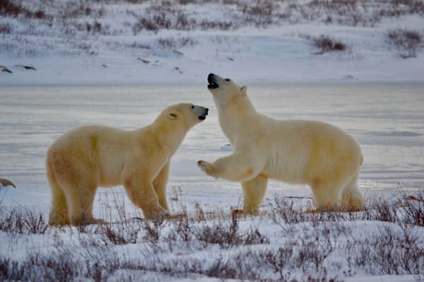 Wildlife & Nature