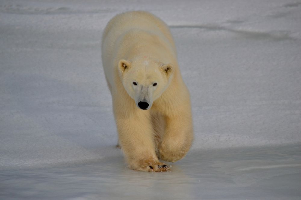 Arctic Stroll Photography Art | ParkerNorth Photography