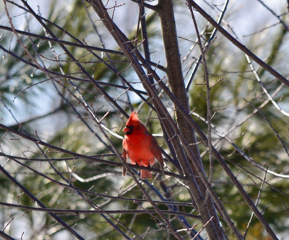 Winter Cardinal Perch Photography Art | ParkerNorth Photography
