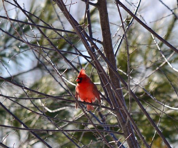 Winter Cardinal Perch Photography Art | ParkerNorth Photography
