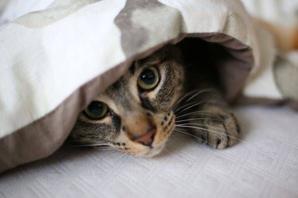 Undercover Cat Photography Art | Cynthia Lynn Studio