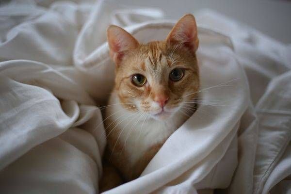 Cats