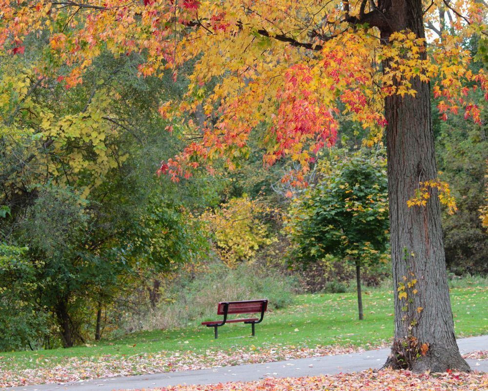Autumn Bench Photography Art | Cynthia Lynn Studio