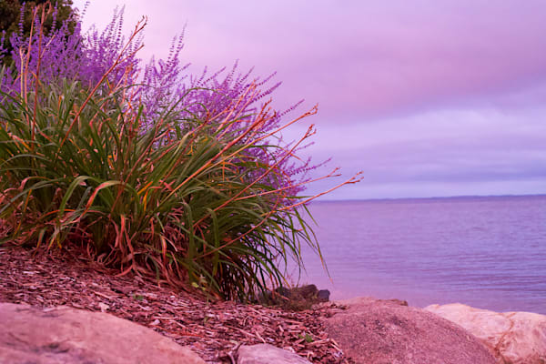 Lavender Sunset Photography Art | Cynthia Lynn Studio